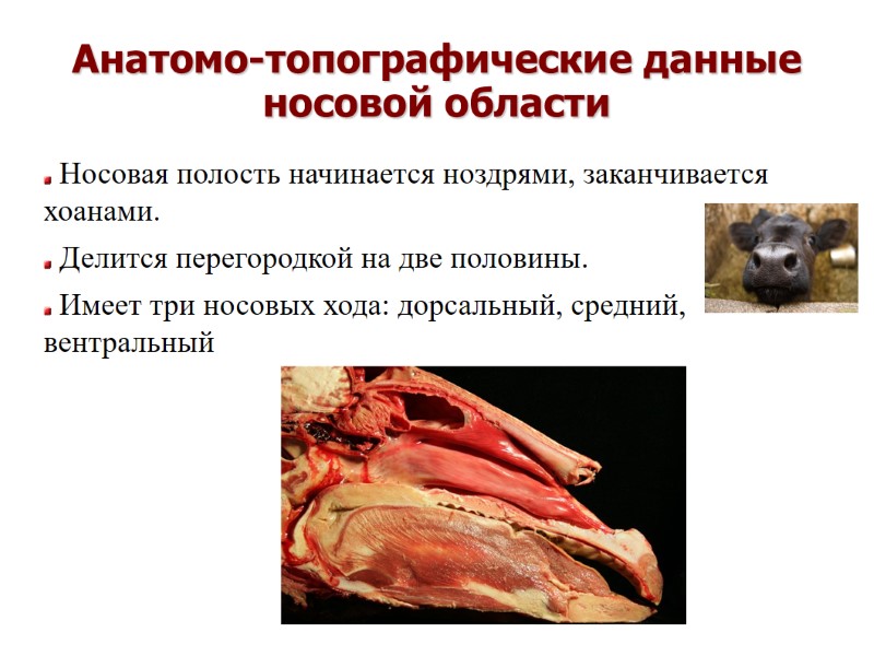 Анатомо-топографические данные носовой области Носовая полость начинается ноздрями, заканчивается хоанами. Делится перегородкой Анатомо-топографические данные носовой области Носовая полость начинается ноздрями, заканчивается хоанами. Делится перегородкой